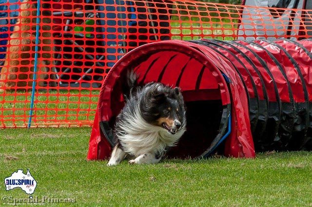 BeeGee tijdens een agility wedstrijd